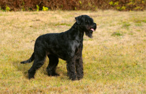 Schnauzerul Uriaș