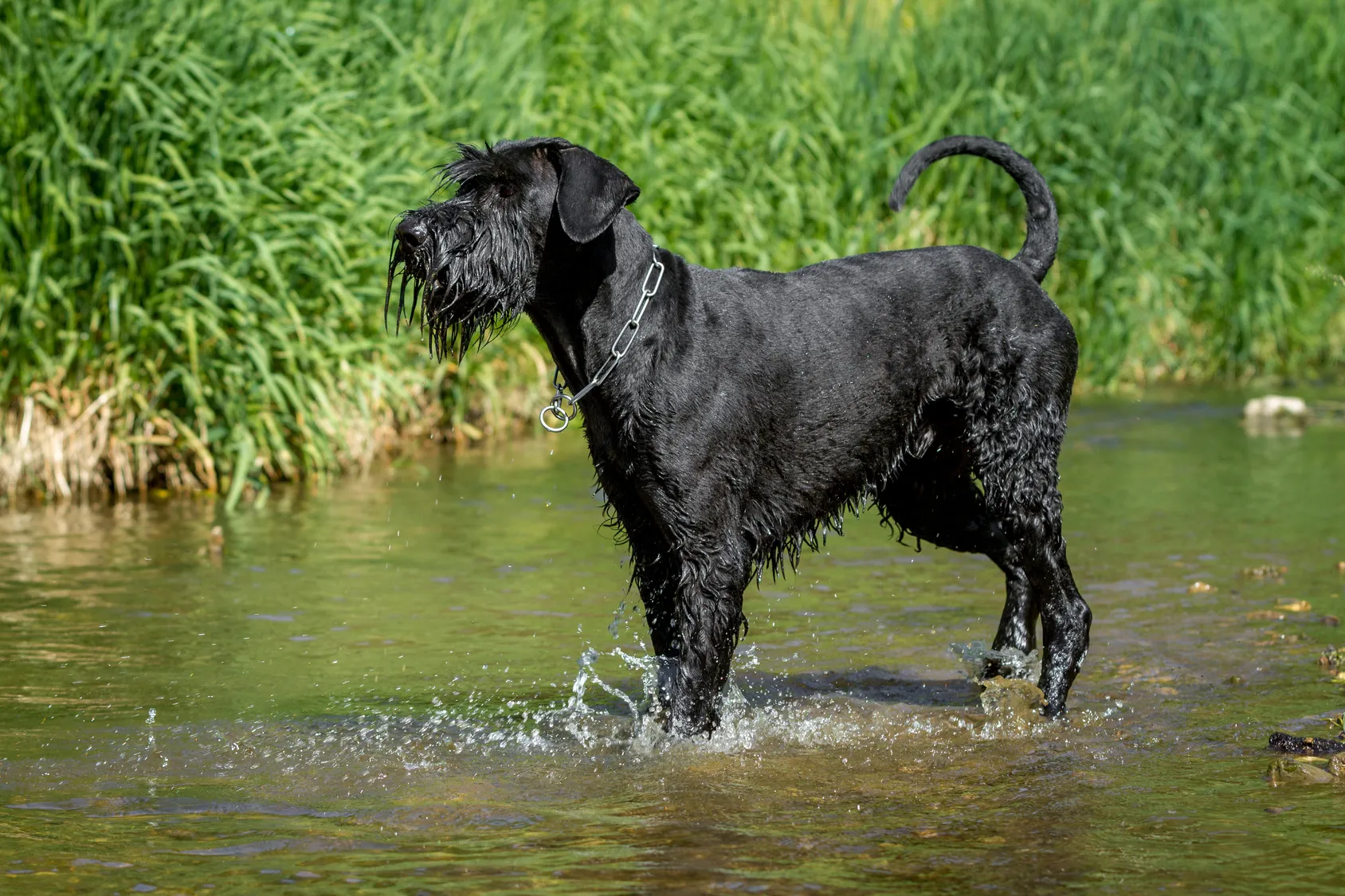 Schnauzer uriaș &icirc;n apă