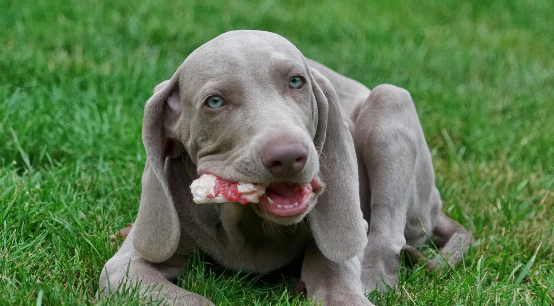 Pui de Weimaraner