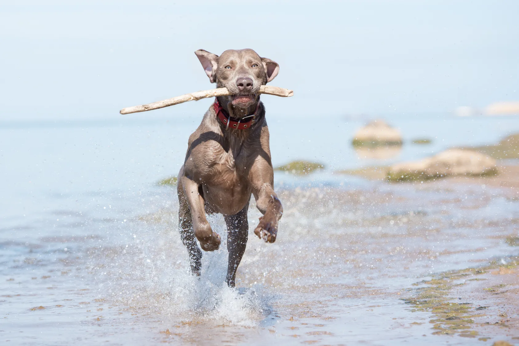 Weimaraner fericit alerg&acirc;nd