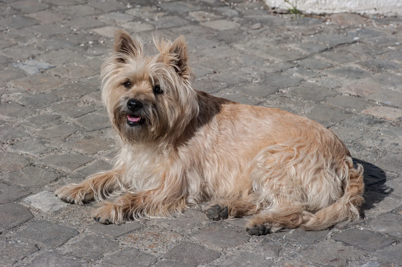 Cairn Terrier &icirc;ntins pe trotuar