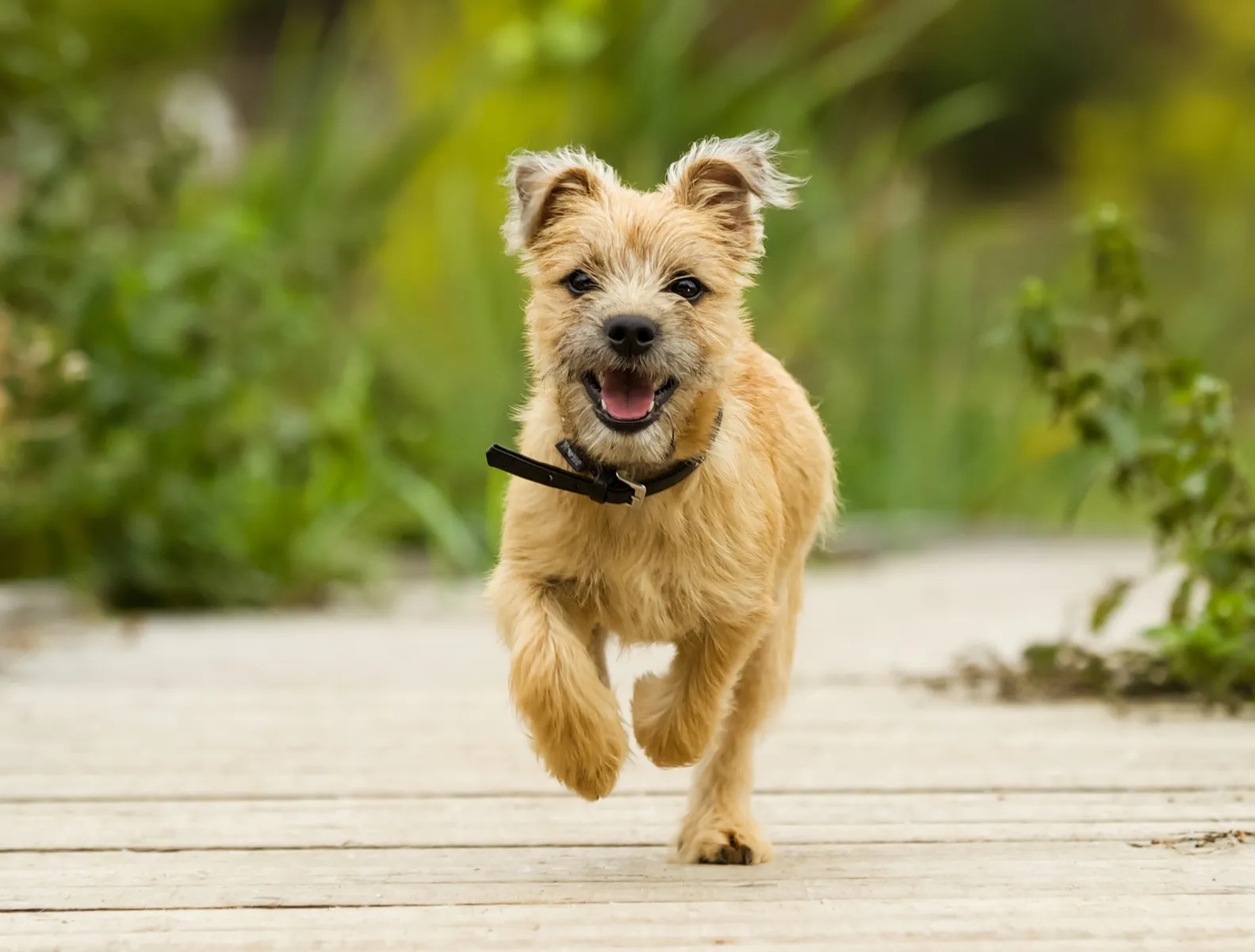 Pui de Cairn Terrier