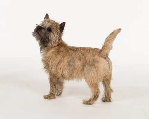 Profil Cairn Terrier