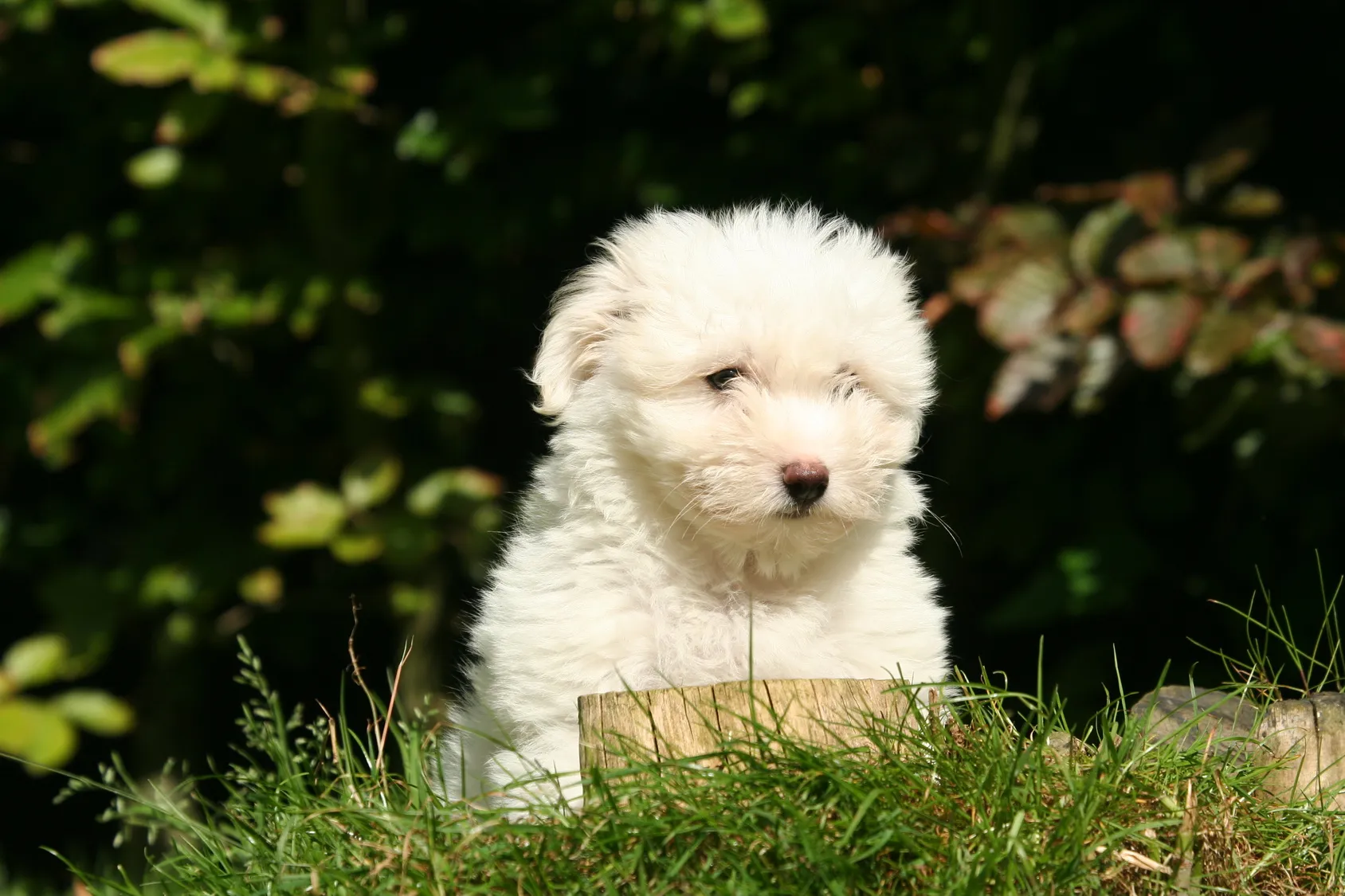Un pui de Coton de Tulear