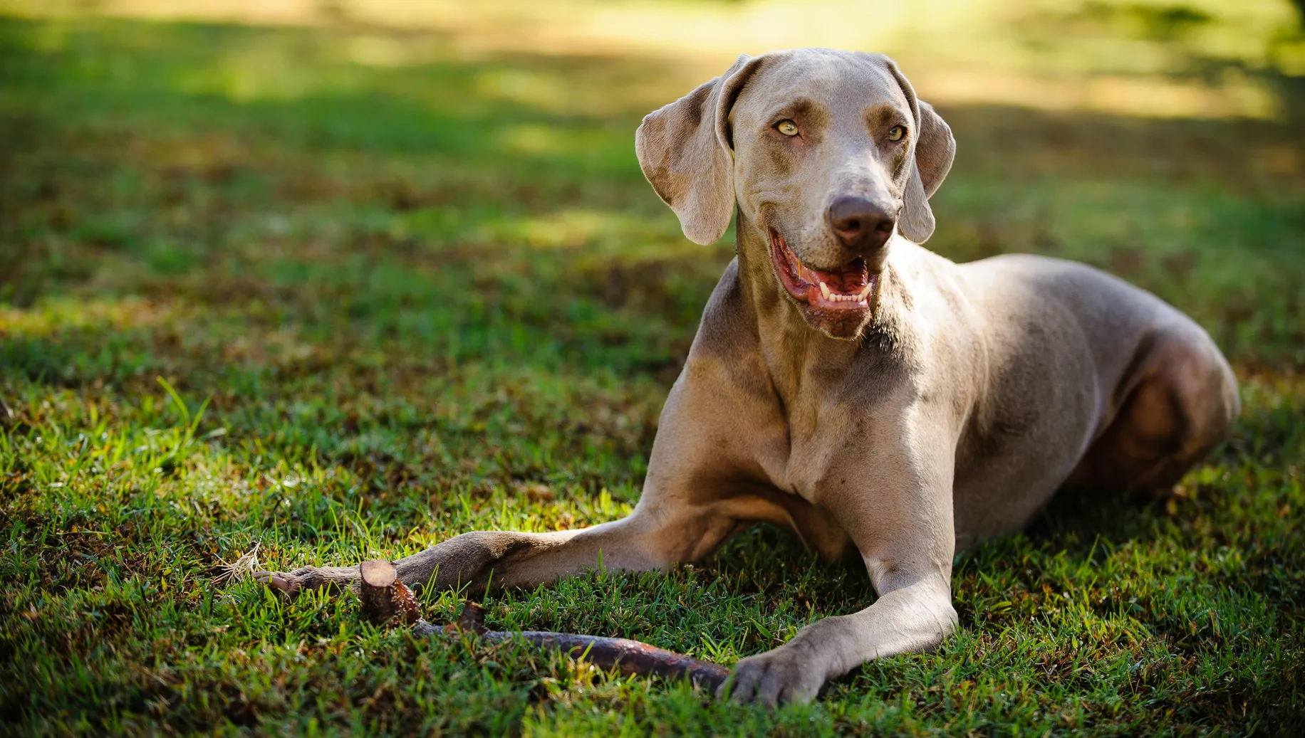 Weimaraner &icirc;n aer liber
