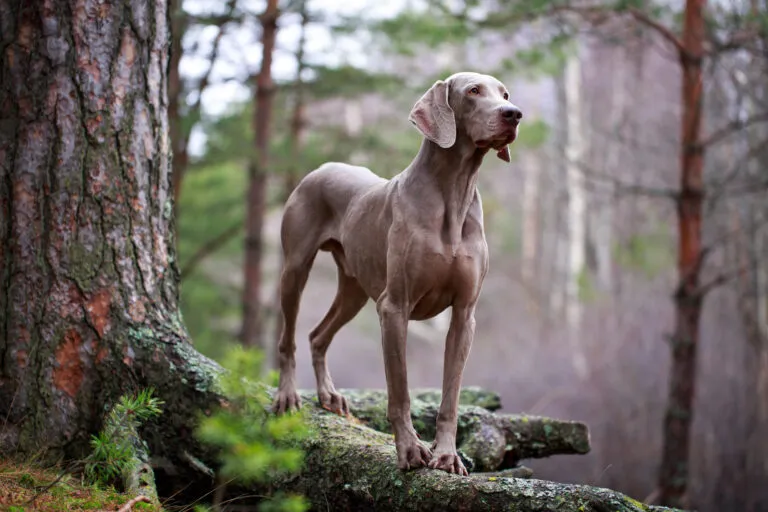 Portret Weimaraner